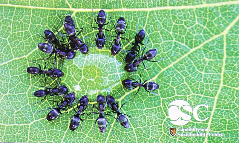 Capability and Sustainability